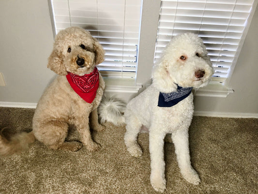 Childproof and Dog Proof Door Latches in Austin, Texas